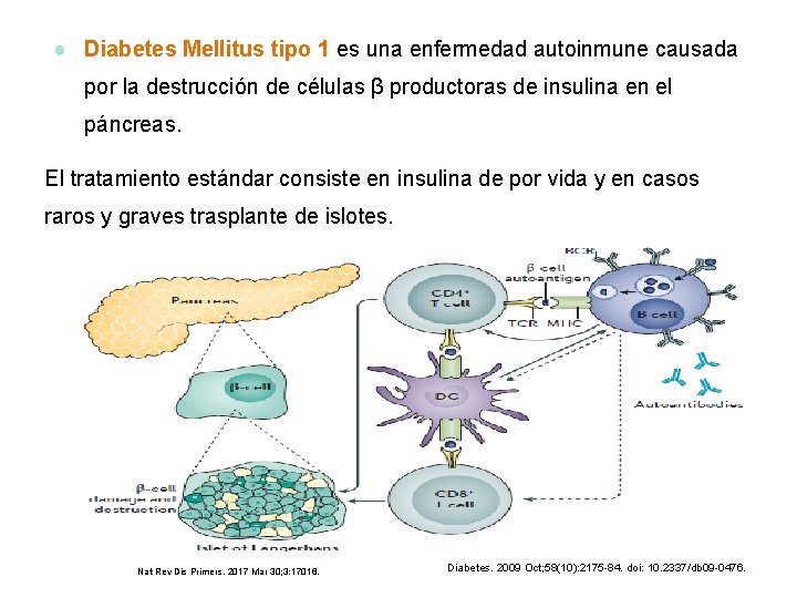 ● Diabetes Mellitus tipo 1 es una enfermedad autoinmune causada por la destrucción de