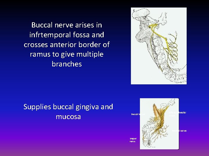 Buccal nerve arises in infrtemporal fossa and crosses anterior border of ramus to give
