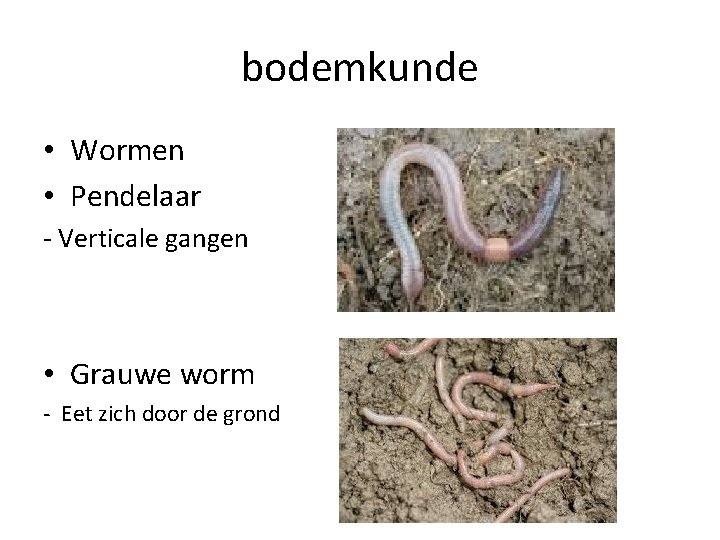 bodemkunde • Wormen • Pendelaar - Verticale gangen • Grauwe worm - Eet zich