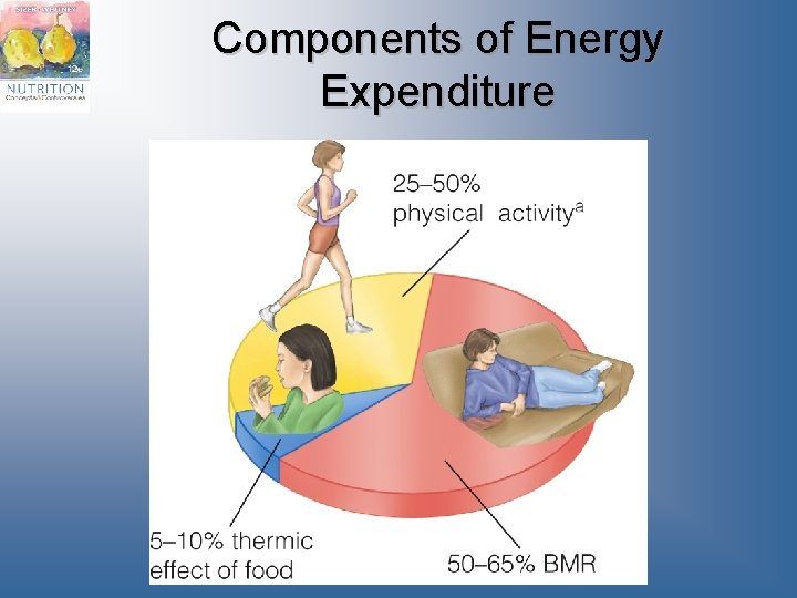 Components of Energy Expenditure 