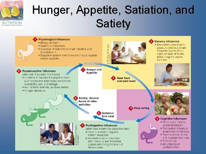 Hunger, Appetite, Satiation, and Satiety 