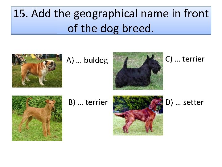 15. Add the geographical name in front of the dog breed. A) … buldog