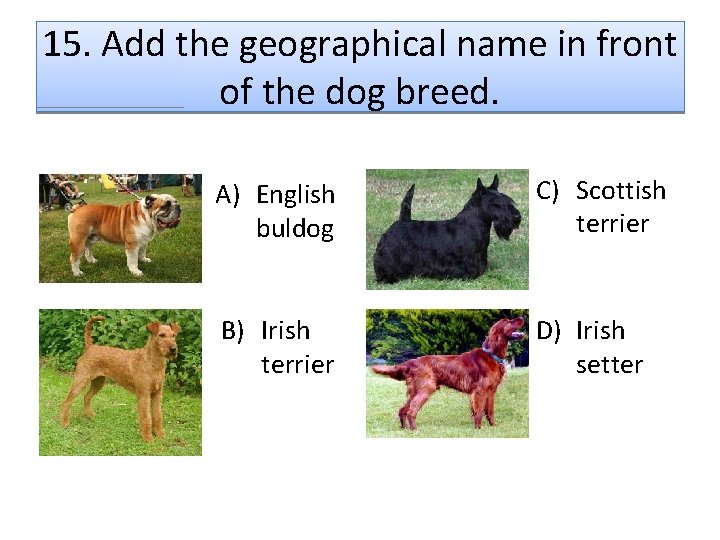 15. Add the geographical name in front of the dog breed. A) English buldog