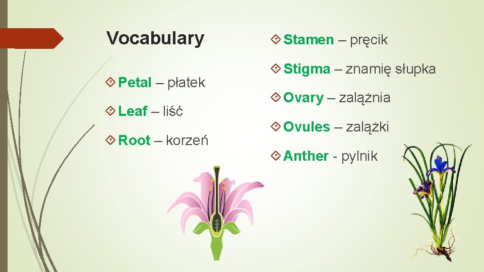 Vocabulary Petal – płatek Leaf – liść Root – korzeń Stamen – pręcik Stigma