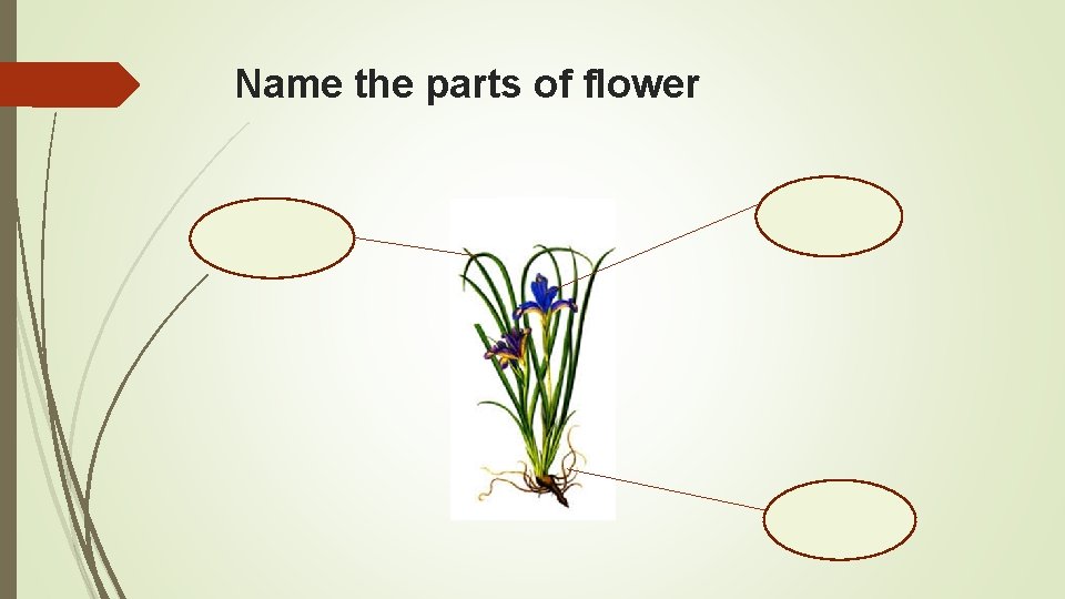 Name the parts of flower 