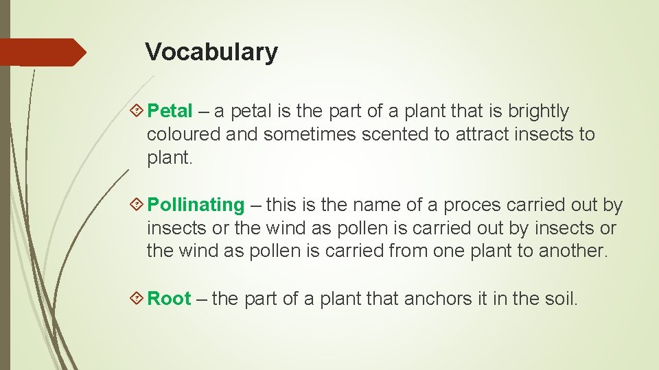 Vocabulary Petal – a petal is the part of a plant that is brightly