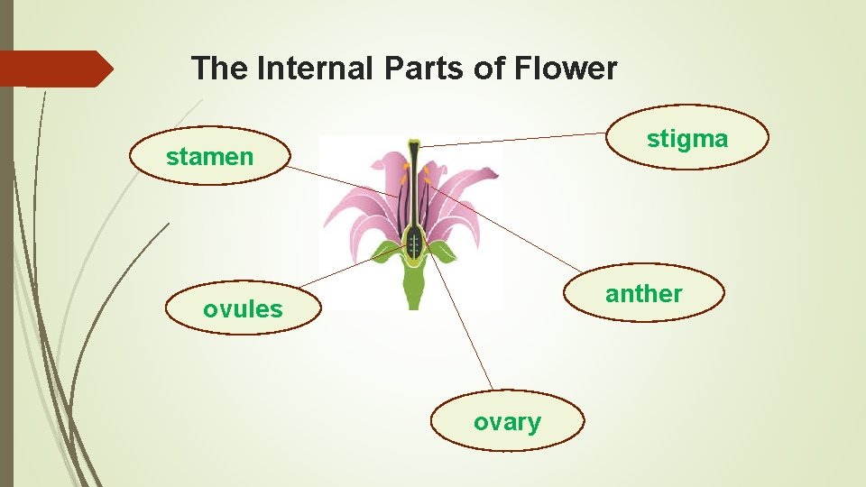 The Internal Parts of Flower stigma stamen anther ovules ovary 
