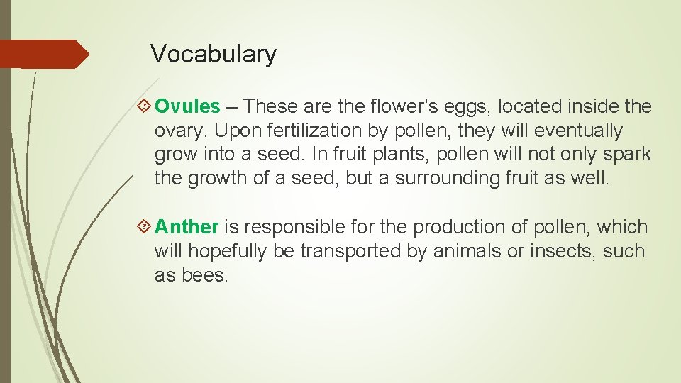Vocabulary Ovules – These are the flower’s eggs, located inside the ovary. Upon fertilization