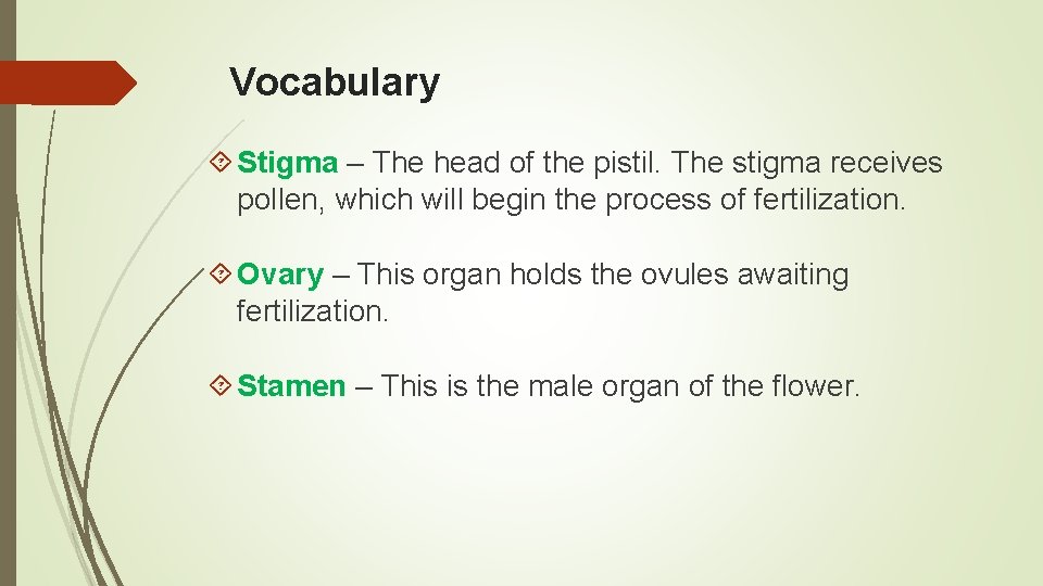 Vocabulary Stigma – The head of the pistil. The stigma receives pollen, which will