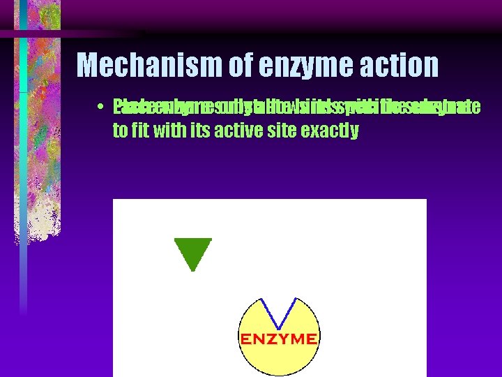 Mechanism of enzyme action • Place Each enzyme where substrate only allows binds its