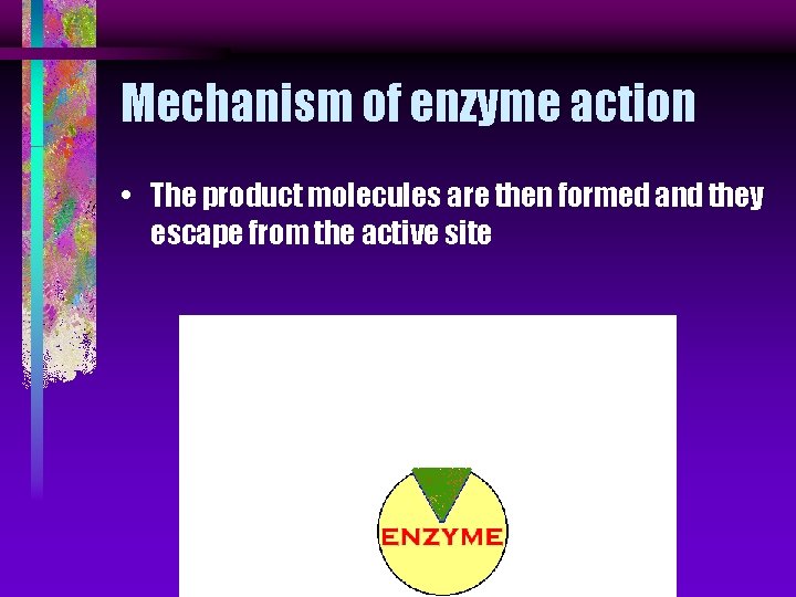 Mechanism of enzyme action • The product molecules are then formed and they escape