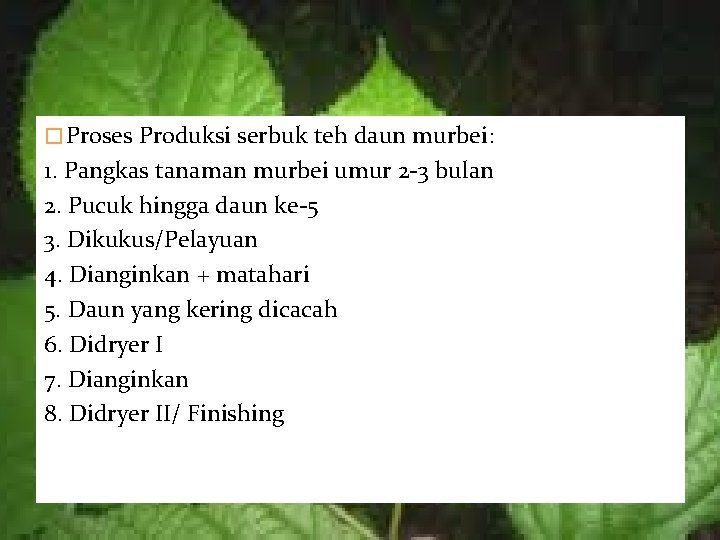 � Proses Produksi serbuk teh daun murbei: 1. Pangkas tanaman murbei umur 2 -3
