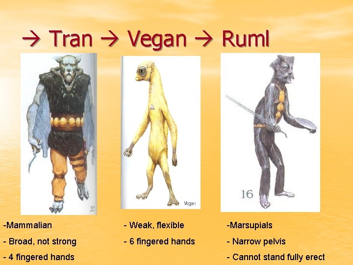  Tran Vegan Ruml -Mammalian - Weak, flexible -Marsupials - Broad, not strong -