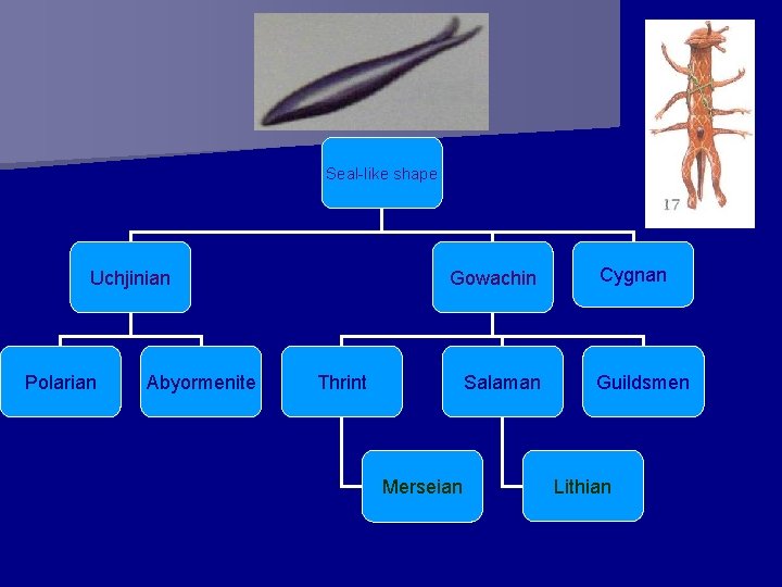 Seal-like shape Uchjinian Polarian Abyormenite Gowachin Thrint Salaman Merseian Cygnan Guildsmen Lithian 