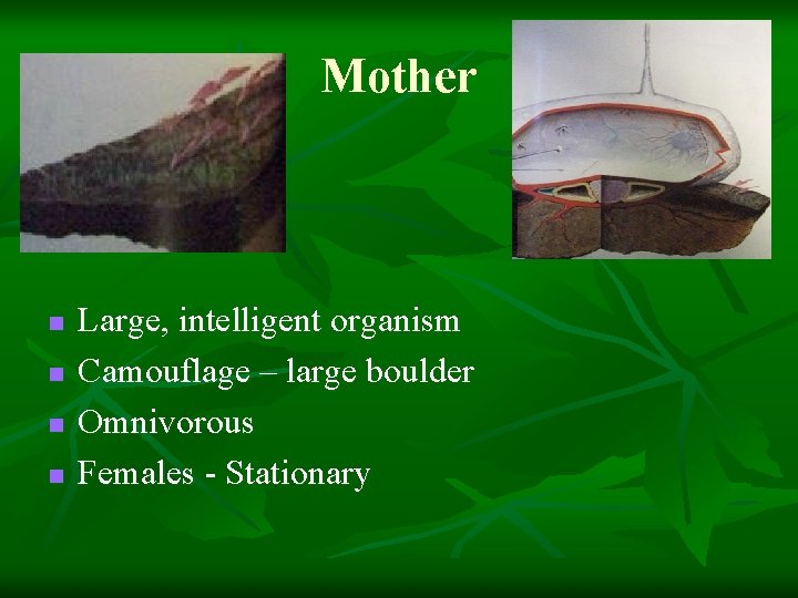 Mother n n Large, intelligent organism Camouflage – large boulder Omnivorous Females - Stationary