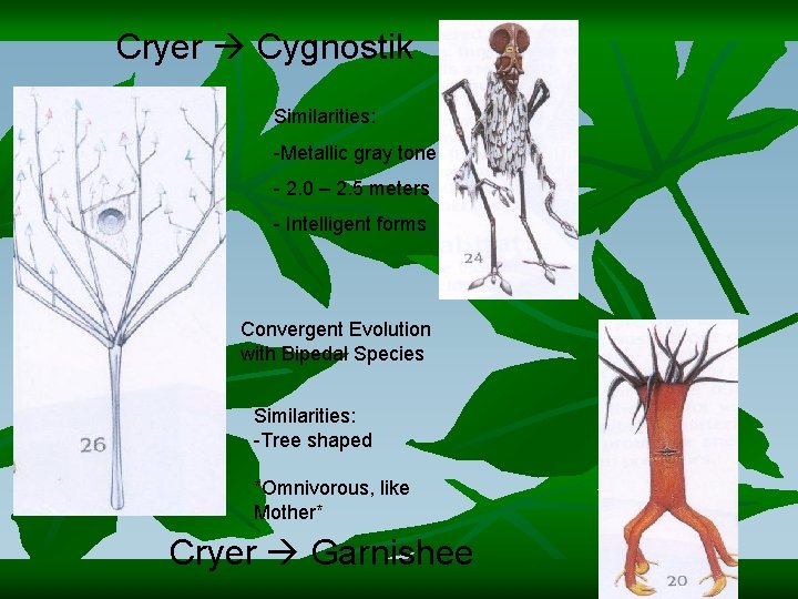 Cryer Cygnostik Similarities: -Metallic gray tone - 2. 0 – 2. 5 meters -