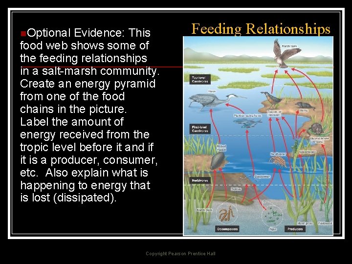 n. Optional Evidence: This food web shows some of the feeding relationships in a