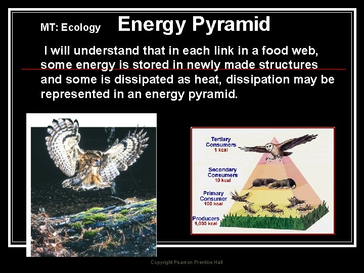 Biology Energy Pyramid MT: Ecology I will understand that in each link in a