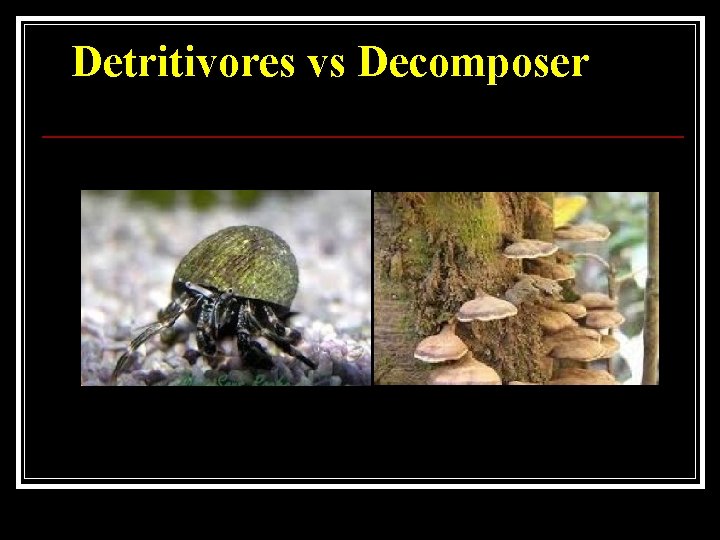 Detritivores vs Decomposer 