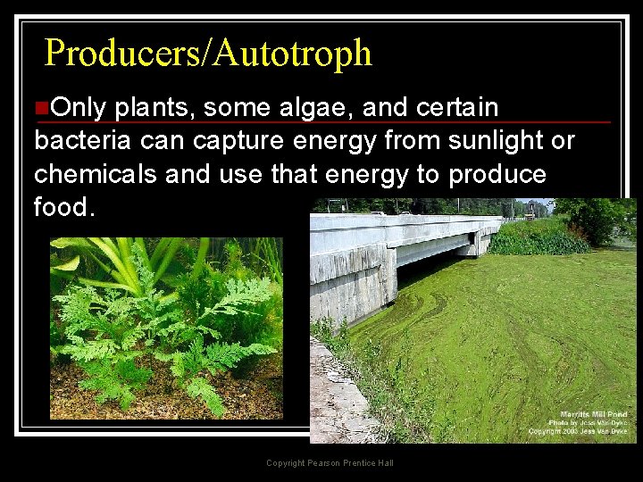 Producers/Autotroph n. Only plants, some algae, and certain bacteria can capture energy from sunlight