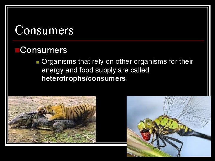 Consumers n Organisms that rely on other organisms for their energy and food supply