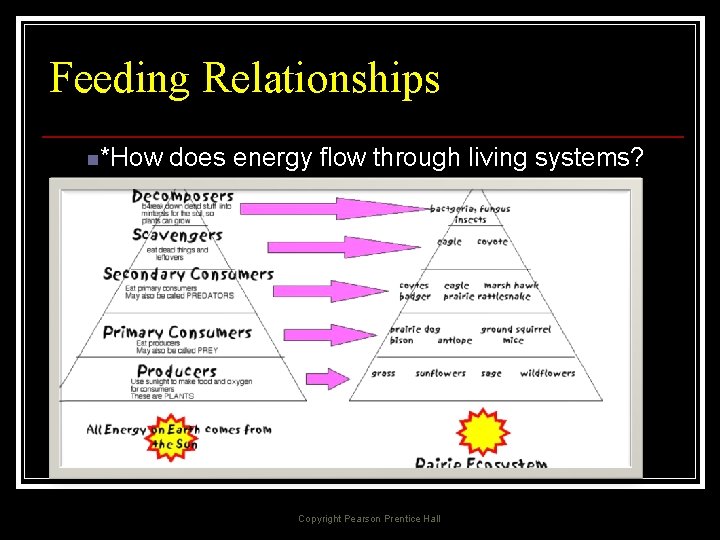 Feeding Relationships n*How does energy flow through living systems? Copyright Pearson Prentice Hall 