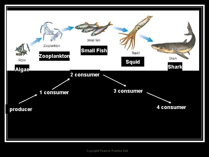 Feeding Relationships Zooplankton Algae Small Fish Squid Shark 2 consumer 1 consumer 3 consumer