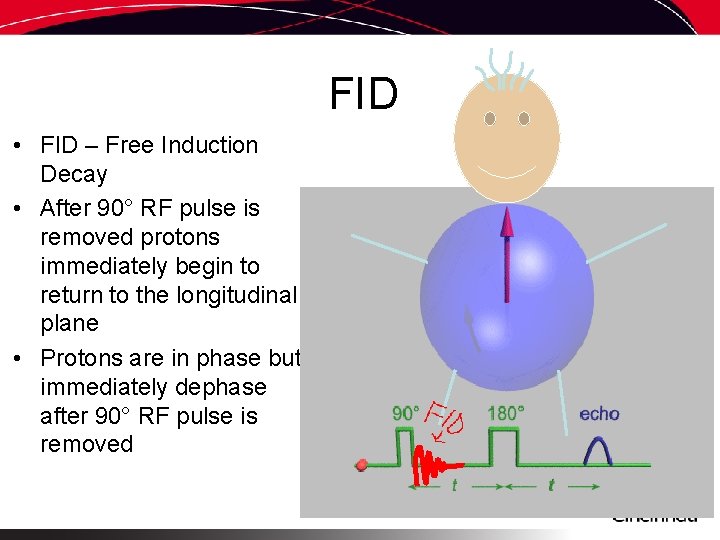 FID • FID – Free Induction Decay • • After 90° RF pulse is