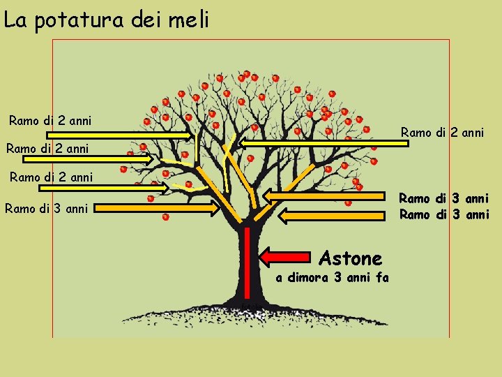 La potatura dei meli Ramo di 2 anni Ramo di 3 anni Astone a