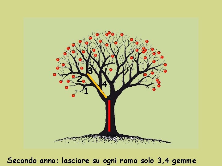 2 3 1 4 Secondo anno: lasciare su ogni ramo solo 3, 4 gemme