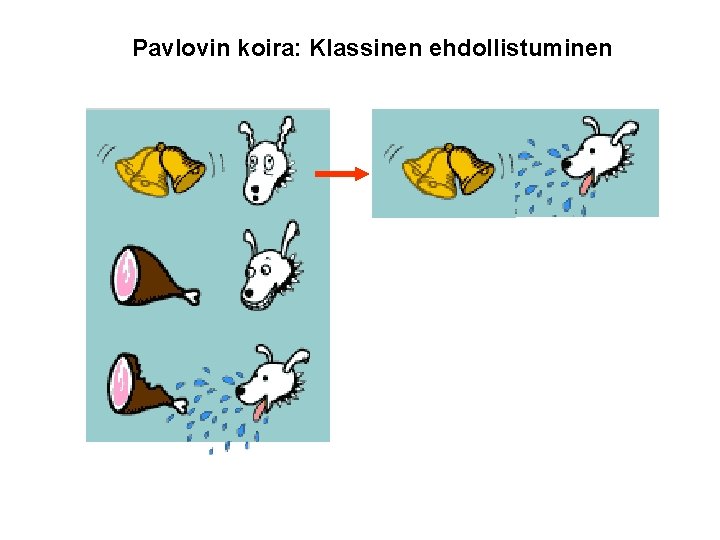 Pavlovin koira: Klassinen ehdollistuminen 