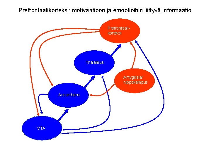 Prefrontaalikorteksi: motivaatioon ja emootioihin liittyvä informaatio Prefrontaalikorteksi Thalamus Amygdala/ hippokampus Accumbens VTA 