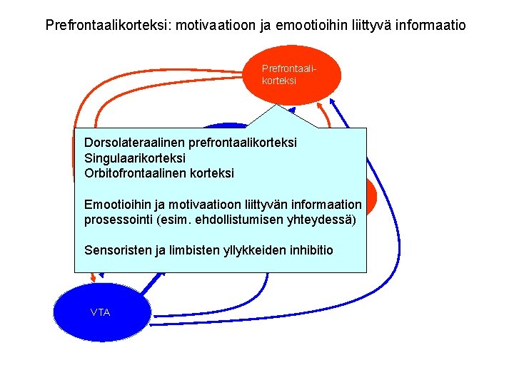 Prefrontaalikorteksi: motivaatioon ja emootioihin liittyvä informaatio Prefrontaalikorteksi Dorsolateraalinen prefrontaalikorteksi Thalamus Singulaarikorteksi Orbitofrontaalinen korteksi Amygdala/