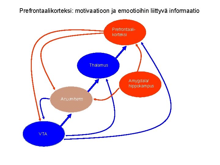 Prefrontaalikorteksi: motivaatioon ja emootioihin liittyvä informaatio Prefrontaalikorteksi Thalamus Amygdala/ hippokampus Accumbens VTA 