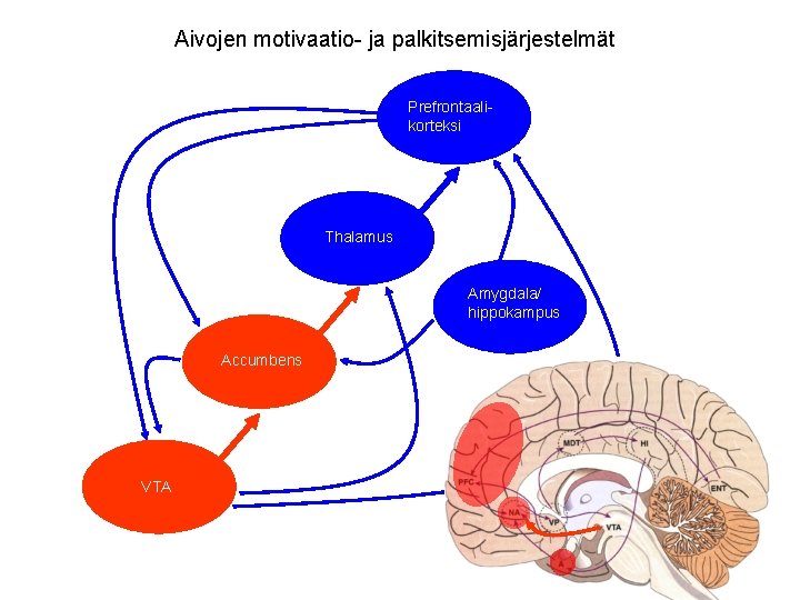 Aivojen motivaatio- ja palkitsemisjärjestelmät Prefrontaalikorteksi Thalamus Amygdala/ hippokampus Accumbens VTA 