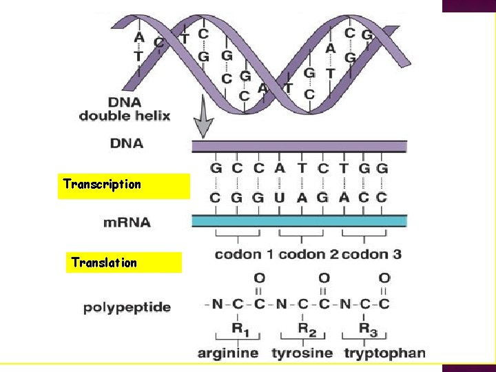 Transcription Translation 