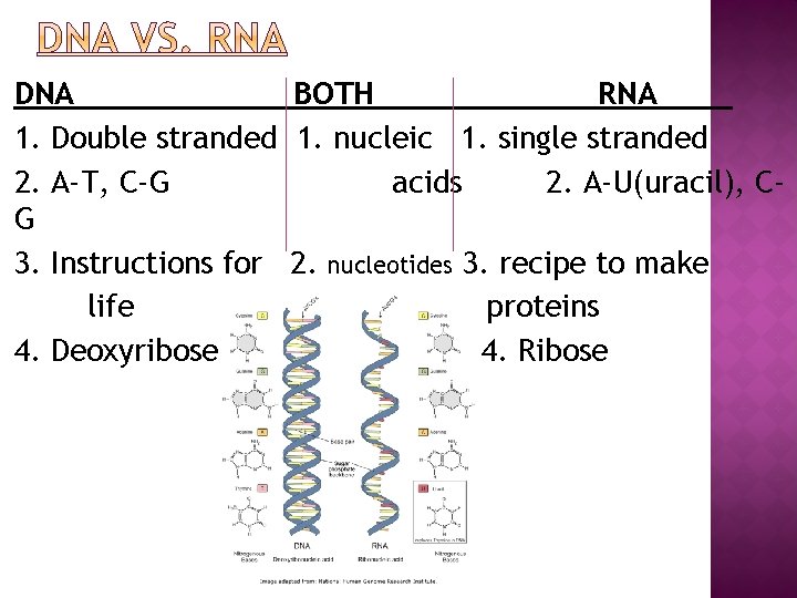 DNA BOTH RNA 1. Double stranded 1. nucleic 1. single stranded 2. A-T, C-G