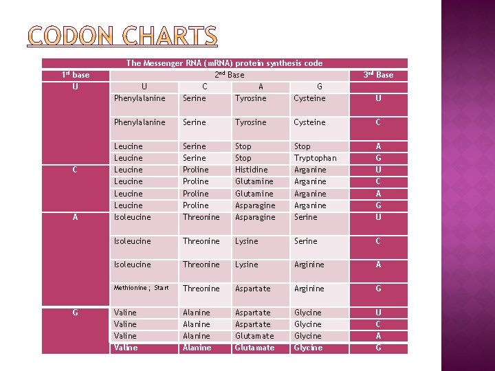 1 st base U C A G The Messenger RNA (m. RNA) protein synthesis