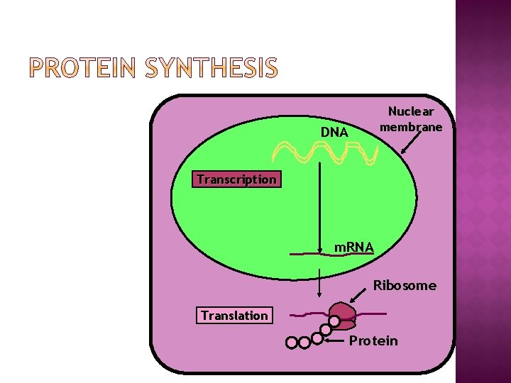 Nuclear membrane DNA Transcription m. RNA Ribosome Translation Protein 