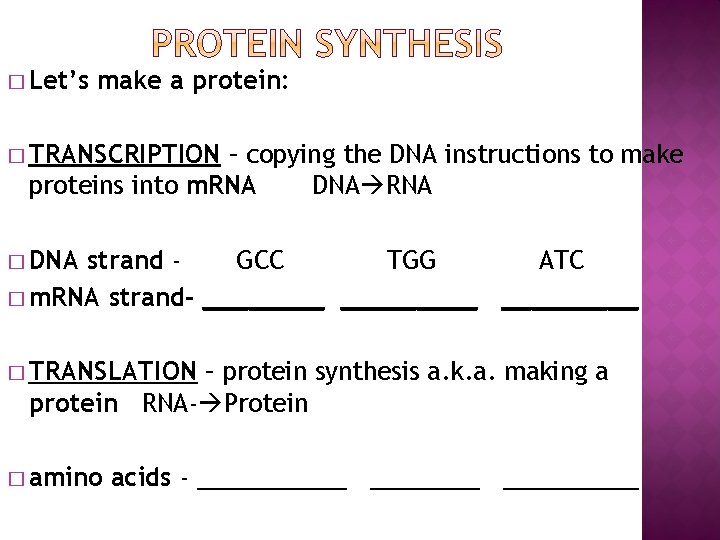 � Let’s make a protein: � TRANSCRIPTION – copying the DNA instructions to make