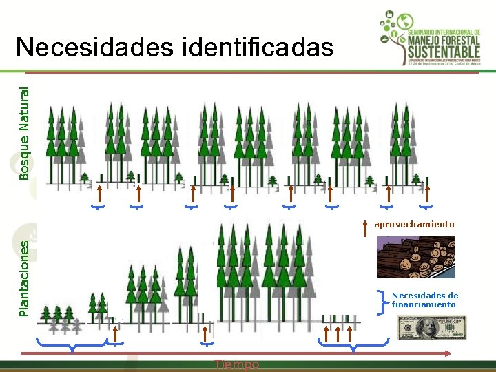 Bosque Natural Necesidades identificadas Plantaciones aprovechamiento Necesidades de financiamiento Tiempo 