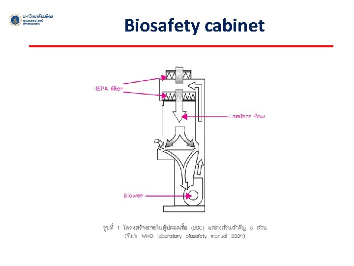 Biosafety cabinet 