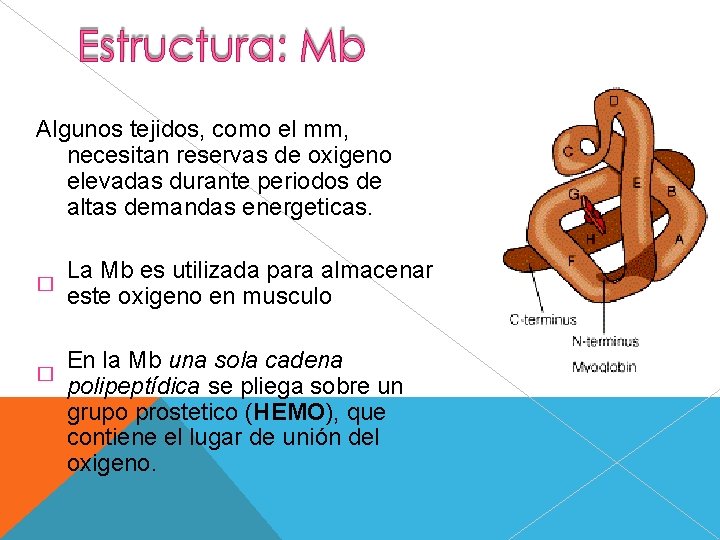 Algunos tejidos, como el mm, necesitan reservas de oxigeno elevadas durante periodos de altas
