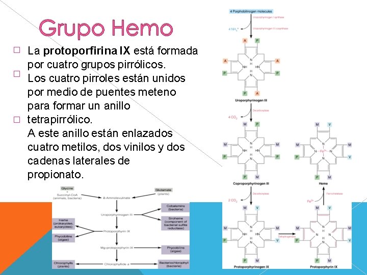 � � � La protoporfirina IX está formada por cuatro grupos pirrólicos. Los cuatro