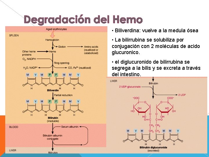  • Biliverdina: vuelve a la medula ósea • La bilirrubina se solubiliza por