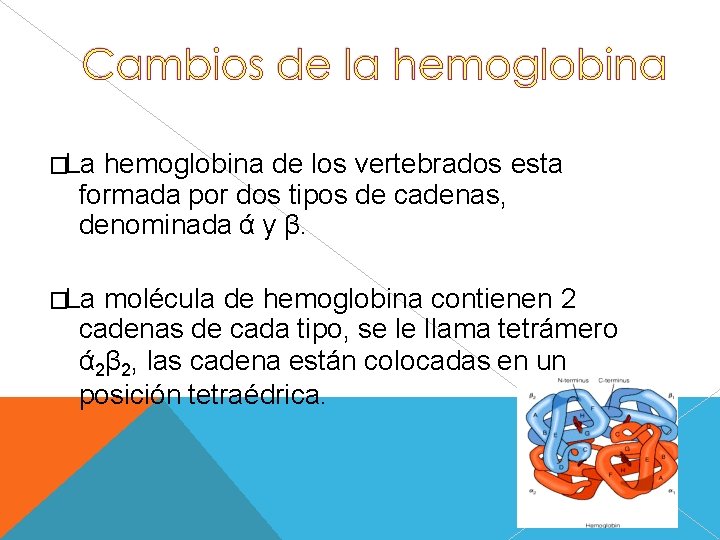 �La hemoglobina de los vertebrados esta formada por dos tipos de cadenas, denominada ά