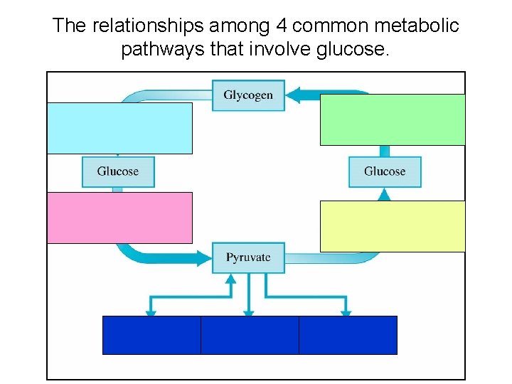 The relationships among 4 common metabolic pathways that involve glucose. 