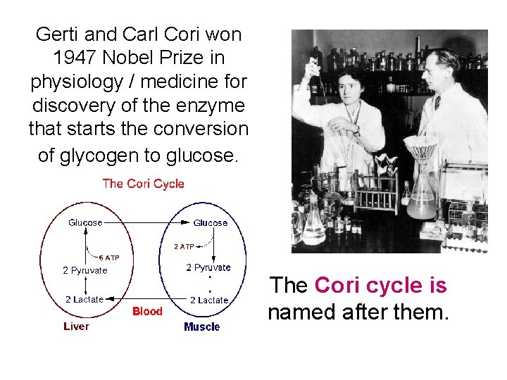 Gerti and Carl Cori won 1947 Nobel Prize in physiology / medicine for discovery