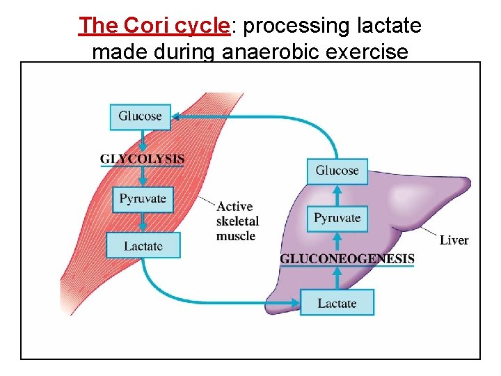 The Cori cycle: processing lactate made during anaerobic exercise 