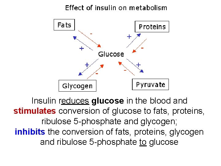 Insulin reduces glucose in the blood and stimulates conversion of glucose to fats, proteins,